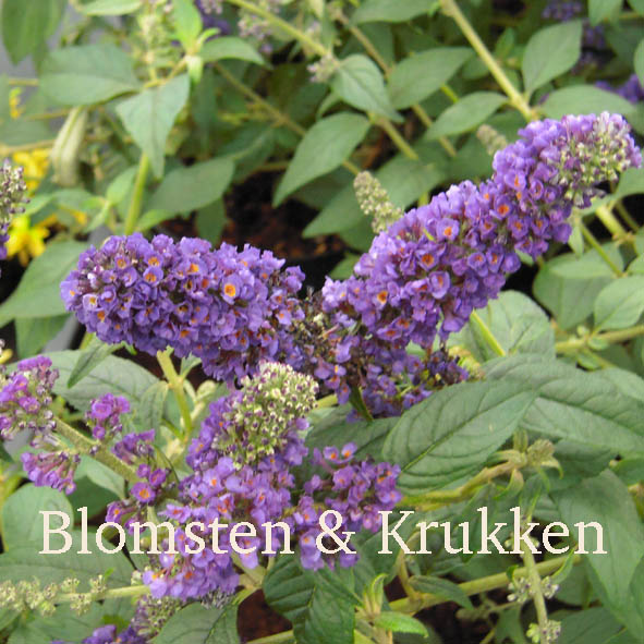 Dværgsommerfuglebusk - Buddleja 'Blue Chip'